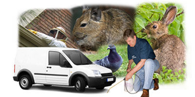 Westcliff On Sea local van